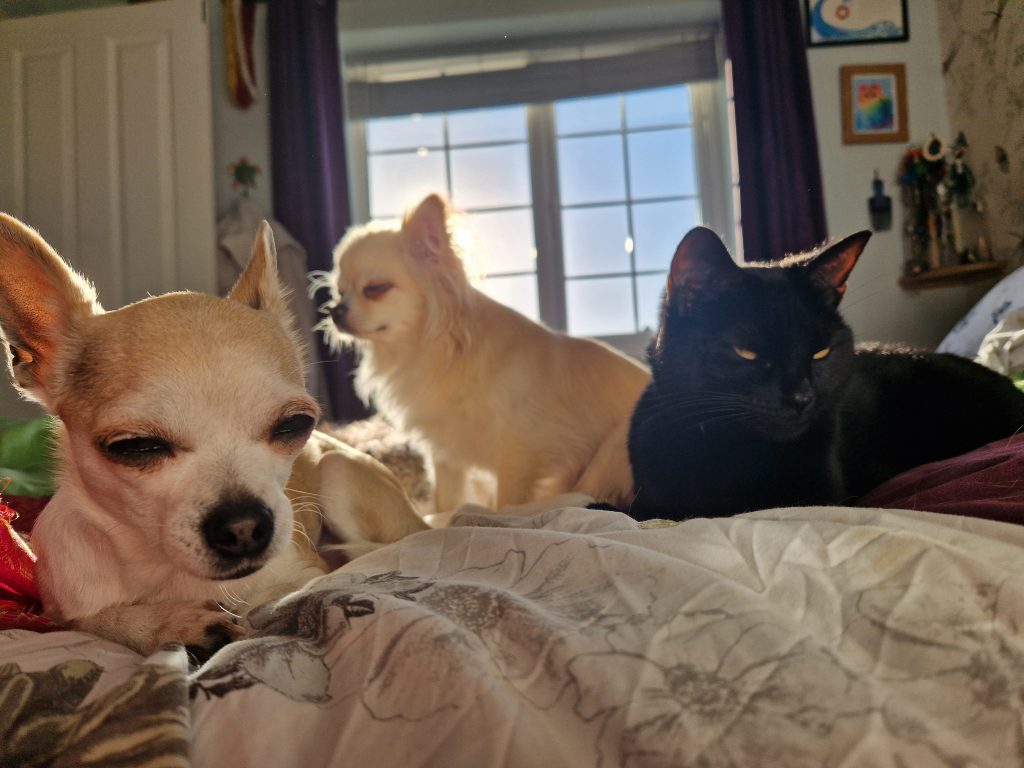 a group of dogs lying on a bed