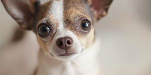 Curious Chihuahua with big eyes and alert ears.