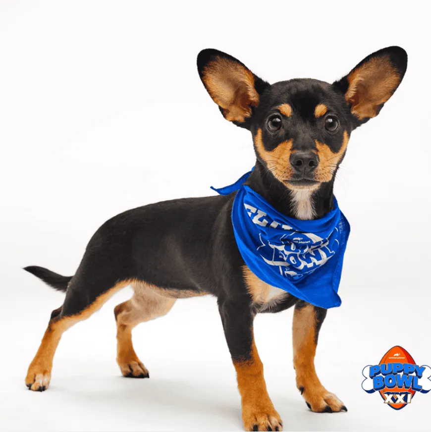 Puppy Bowl XXI with Violet is under way!
