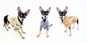 a group of small dogs wearing clothes