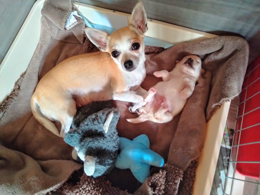 a dog lying on a blanket next to a puppy