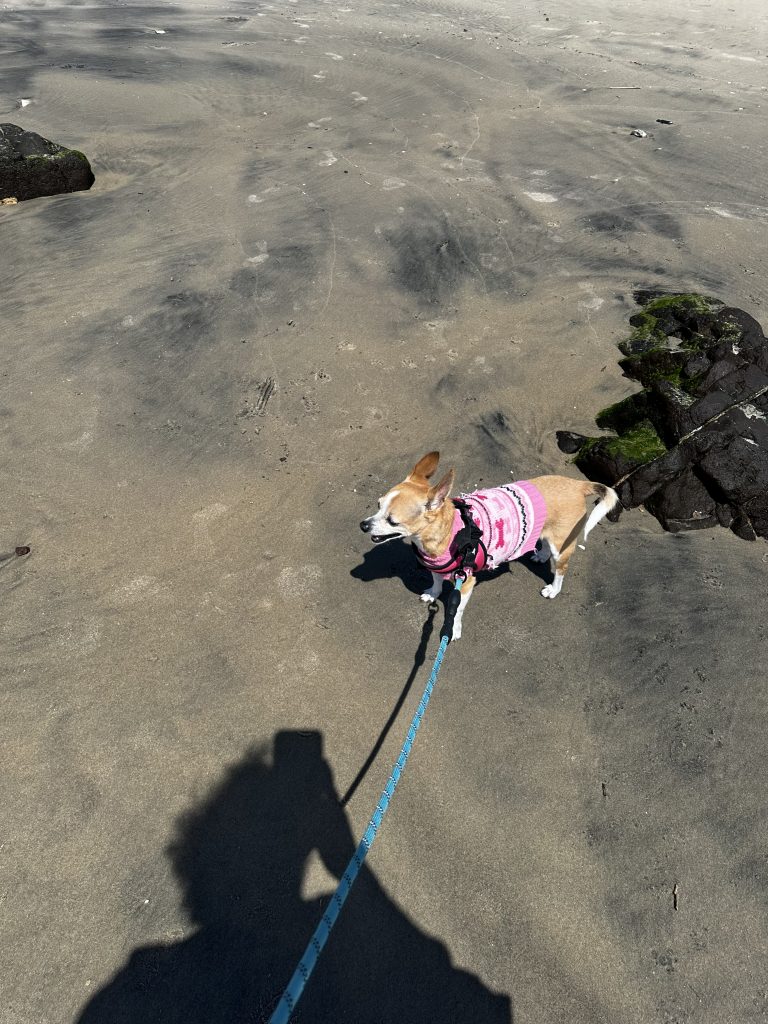 a dog on a leash on a beach