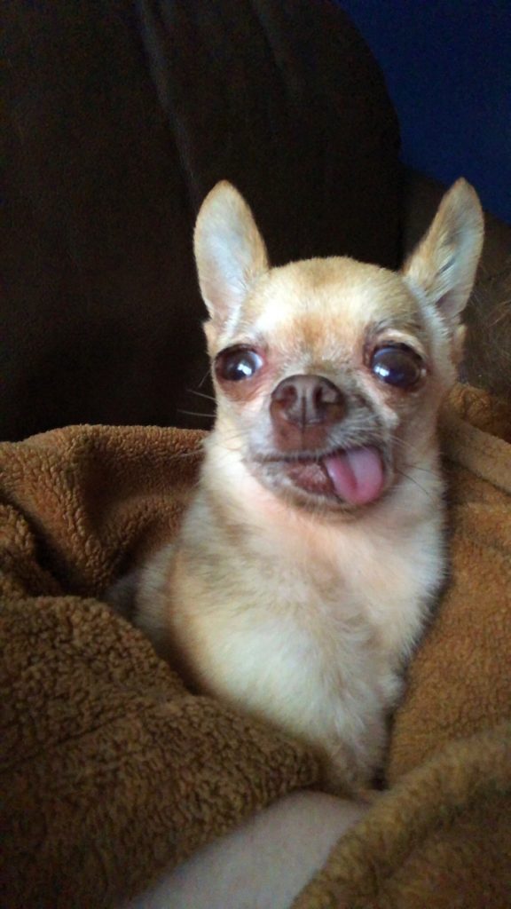 a dog with its tongue out