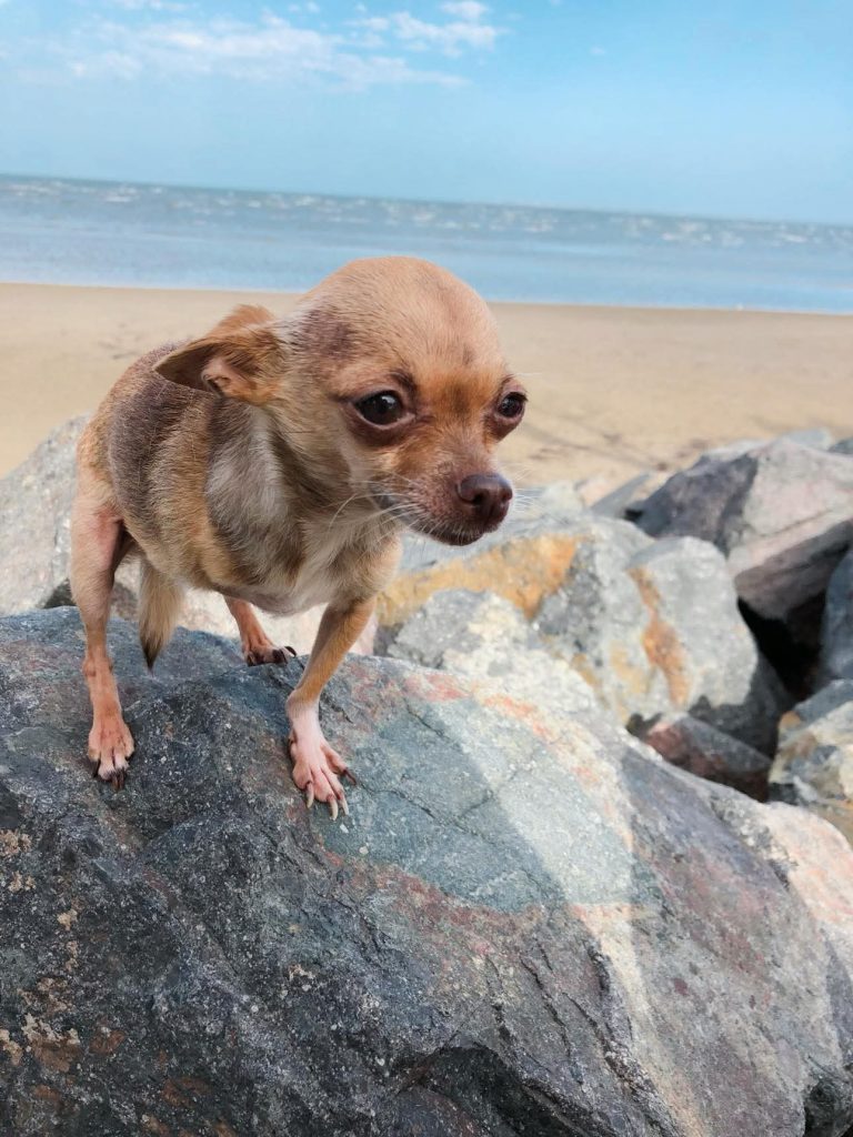 a small dog standing on a rock