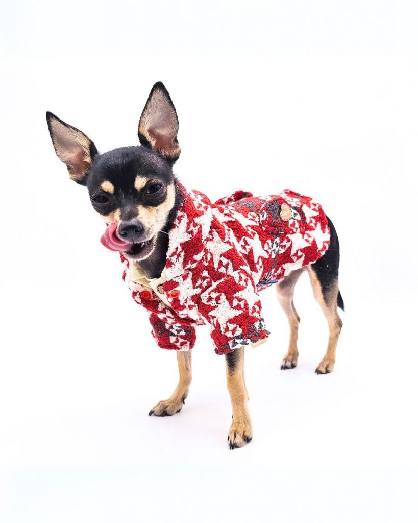 a dog wearing a red and white jacket