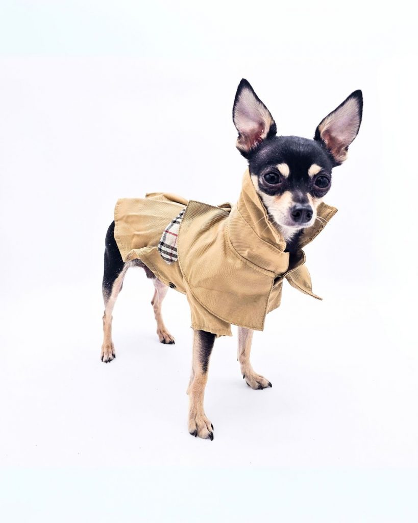 a small dog wearing a coat