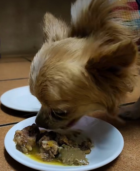 a dog eating food on a plate. a missing chihuahua found