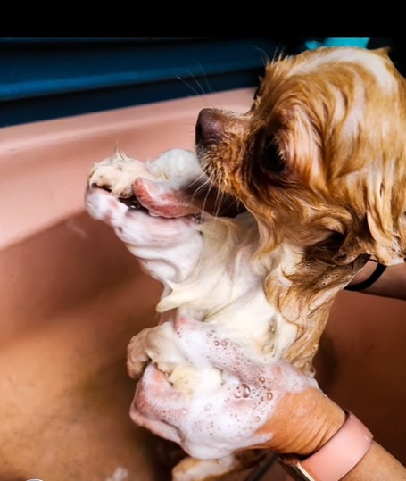 a dog in a bathtub