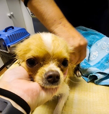 a person holding a dog