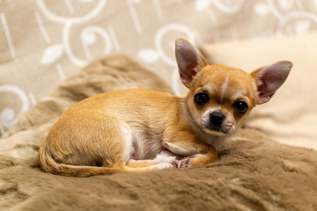 a small dog lying on a blanket. are chihuahuas smart