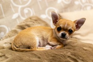 a small dog lying on a blanket