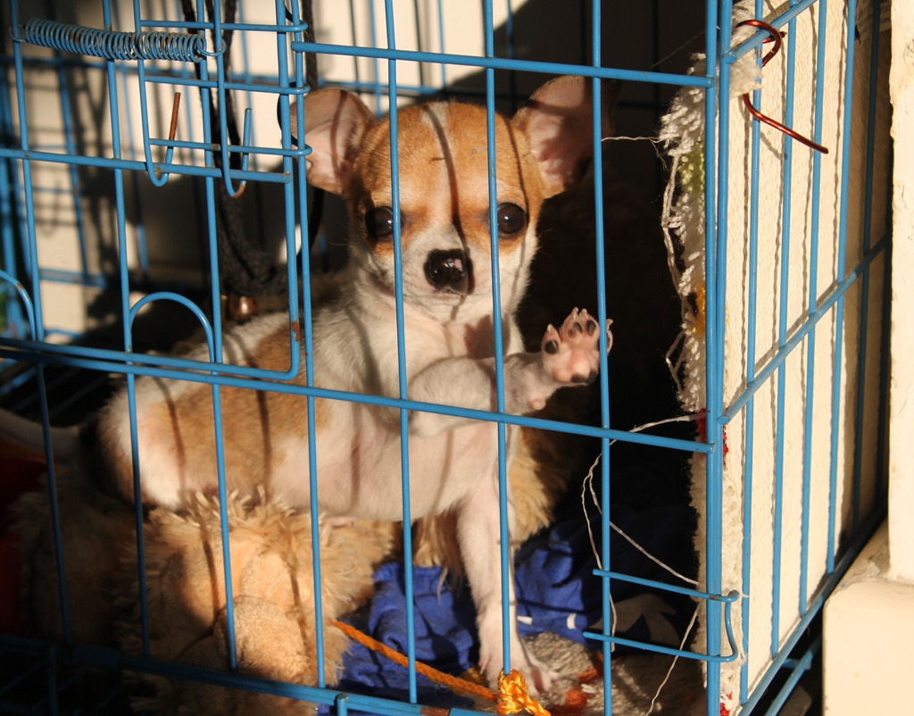 a small dog in a cage