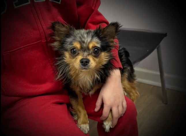 a dog sitting on a person's lap