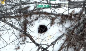 Bear the Chihuahua huddled in the snow as a drone pet recovery service hovers over.