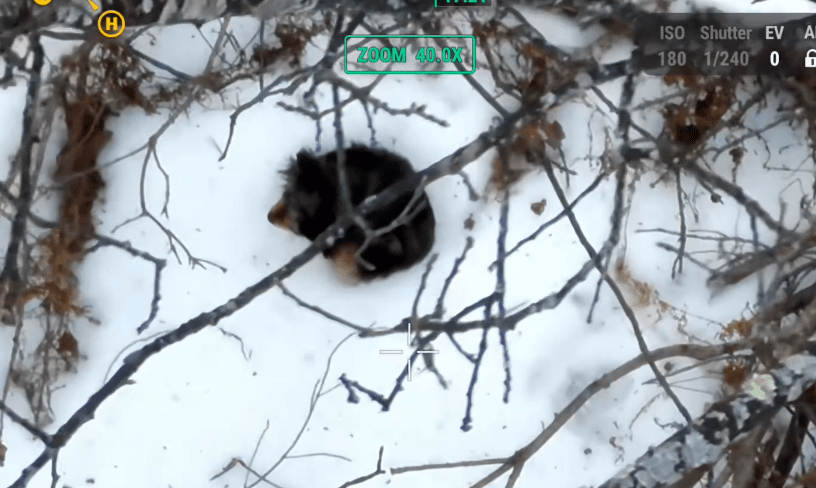 a small animal in the snow