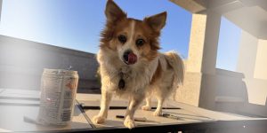a dog licking its lips on a table. rescue chihuahua