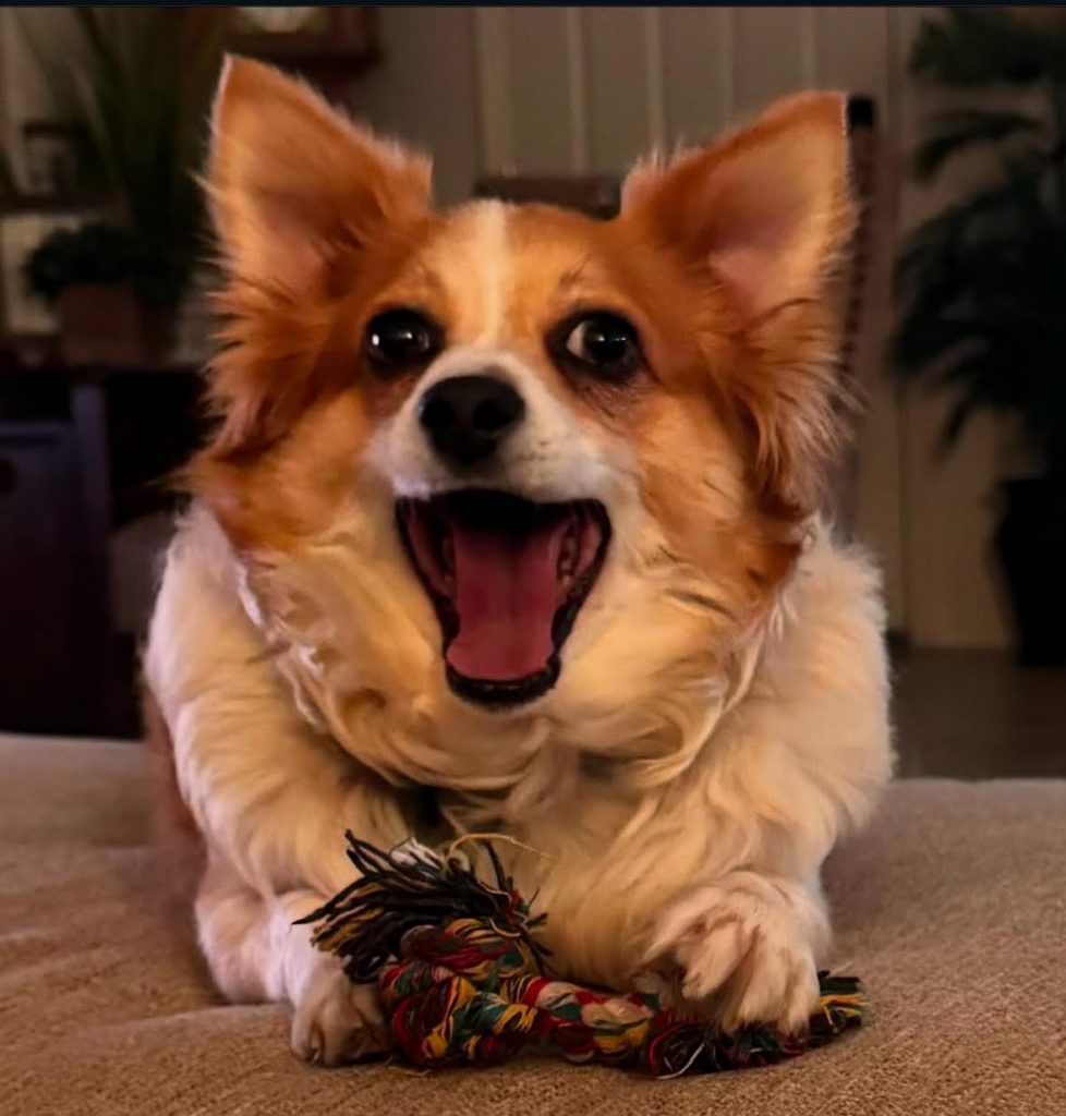 a dog with its mouth open and mouth open