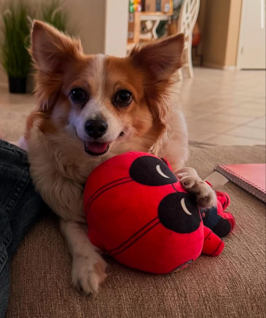 a dog lying on a couch with a stuffed animal
