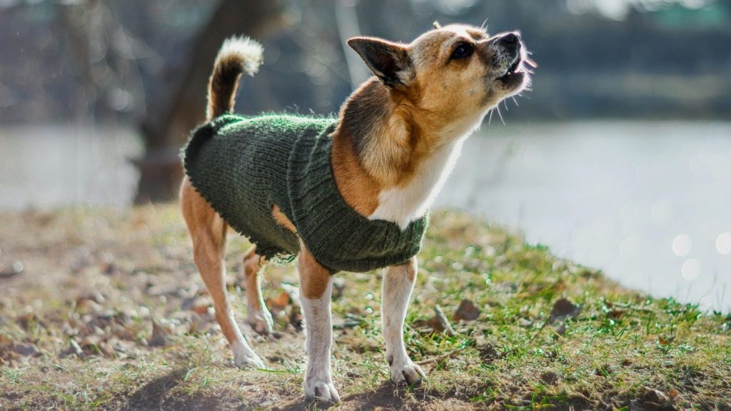 a dog wearing a sweater