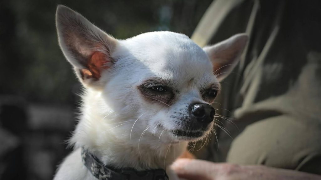 a white dog with black eyes