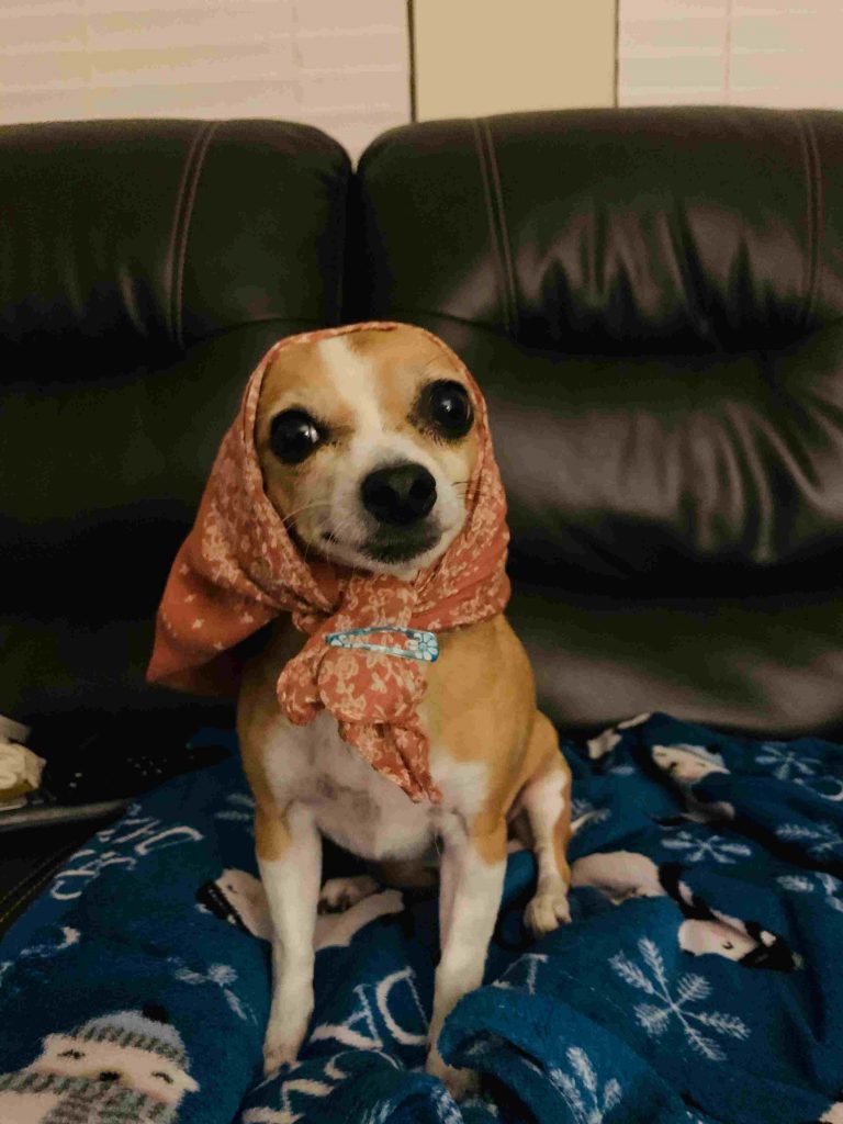 a dog wearing a scarf