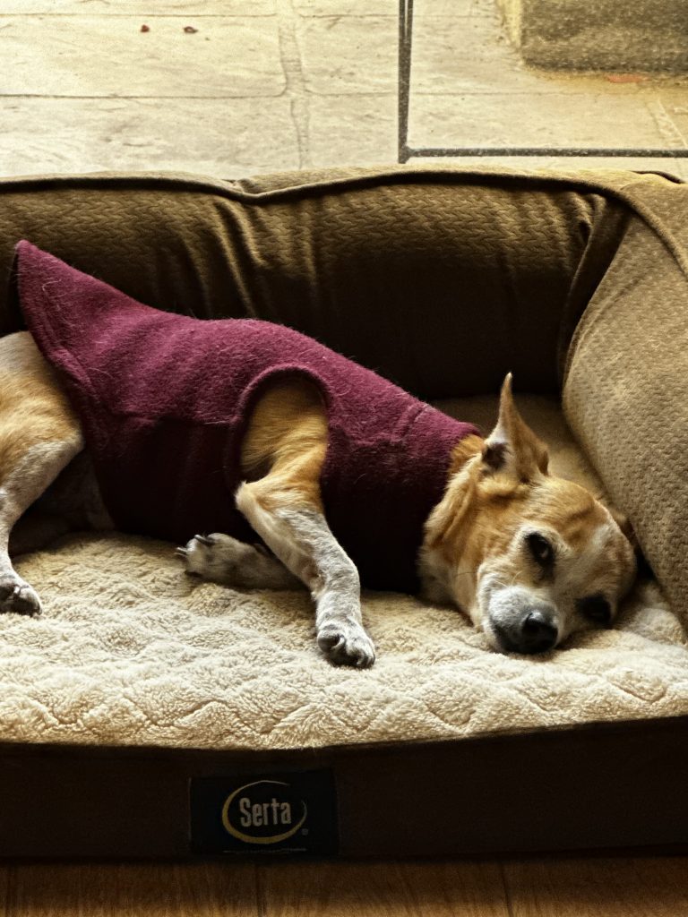 a dog wearing a sweater lying on a dog bed