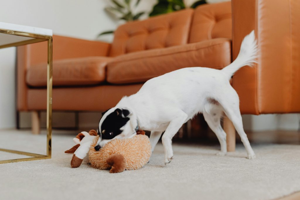 a dog playing with a stuffed animal