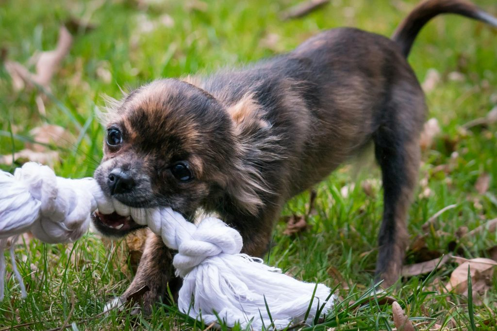 a small dog with a rope in its mouth