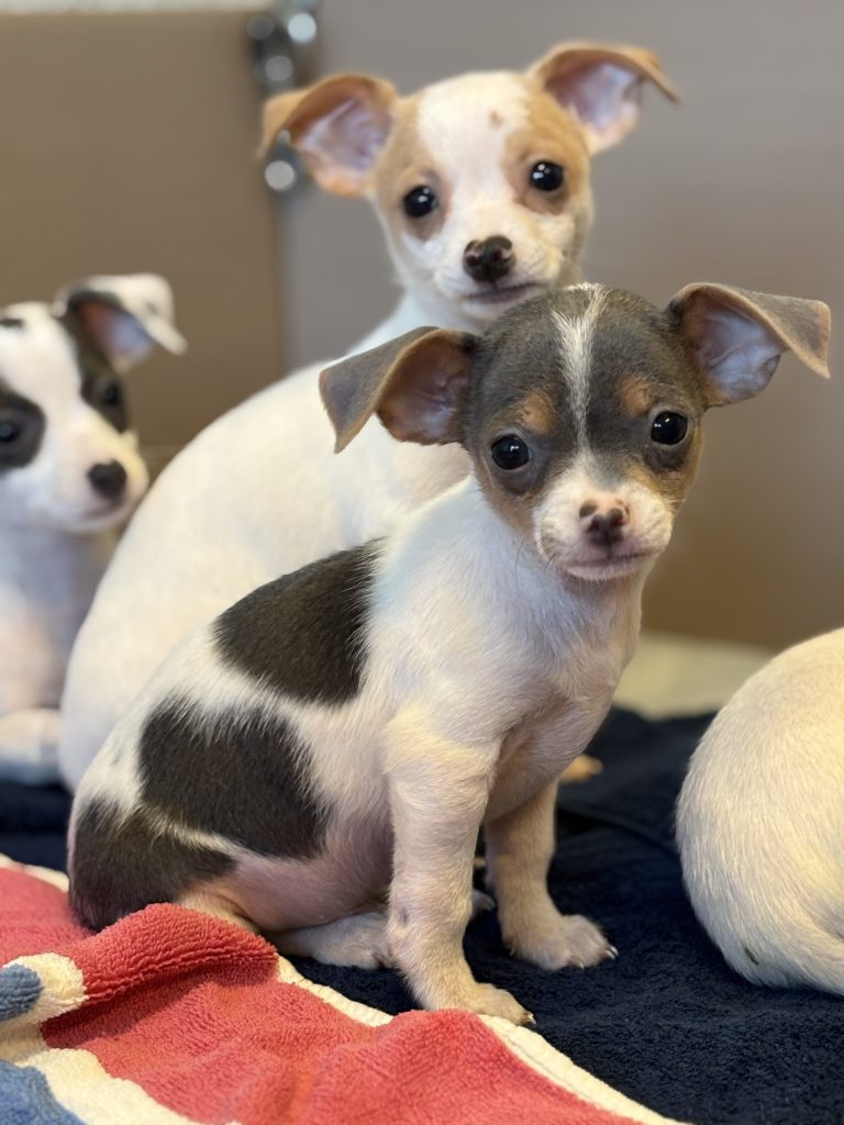 a group of puppies on a blanket