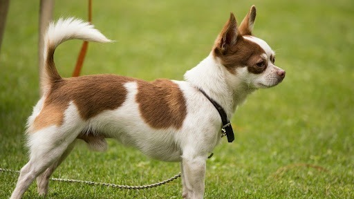 a dog on a leash. dog body language signs.
