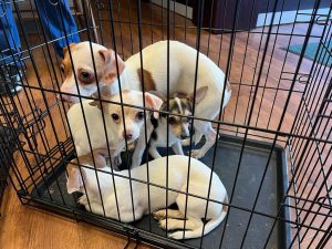 a group of dogs in a cage. Chihuahua neglect case in Pennsylvania