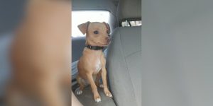 How Chihuahua Personality Won Over a Skeptic's Heart