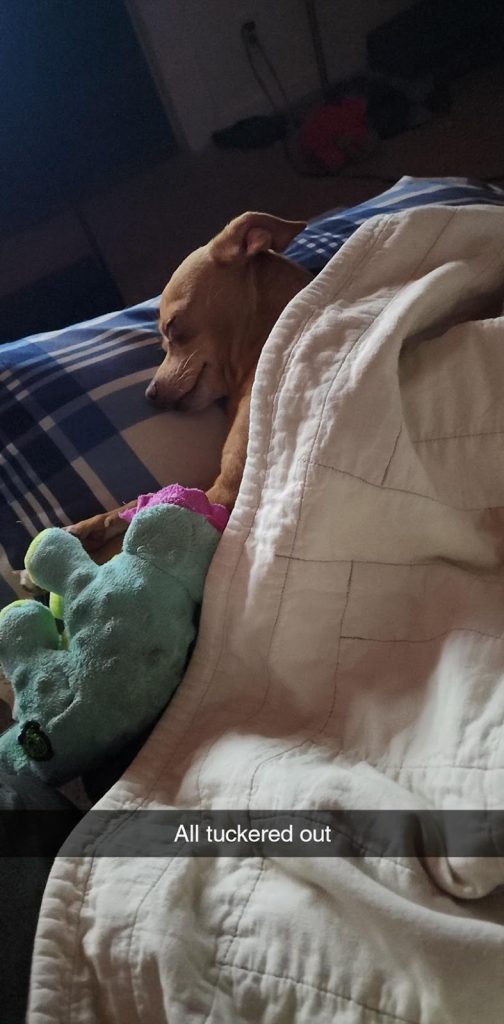 a dog sleeping on a bed