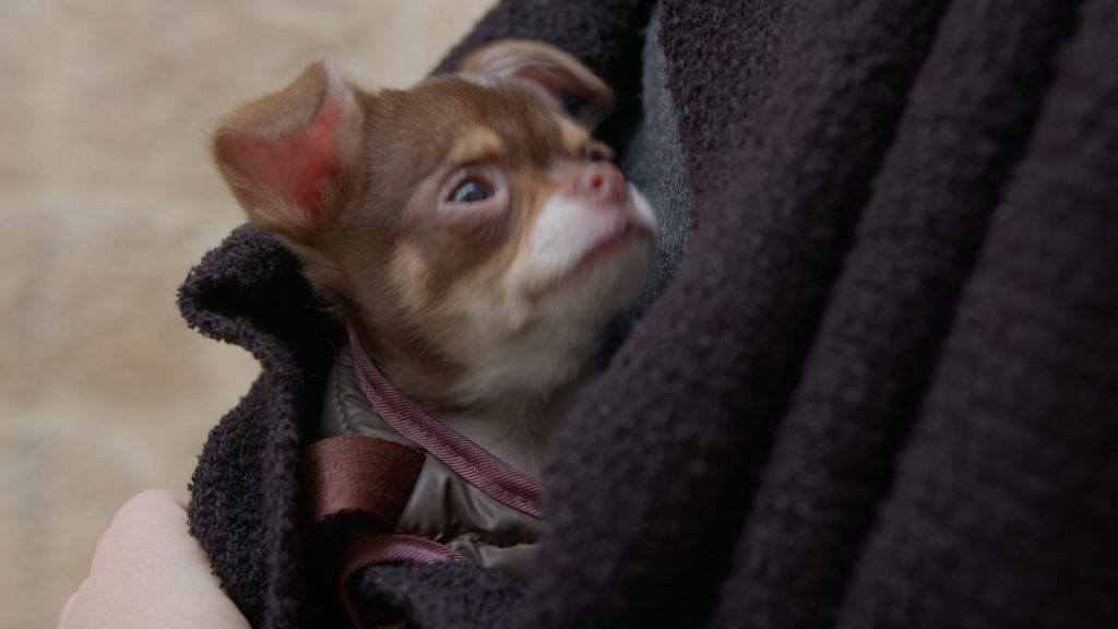 a small dog in a coat