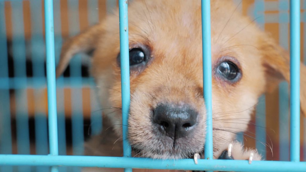 a dog in a cage