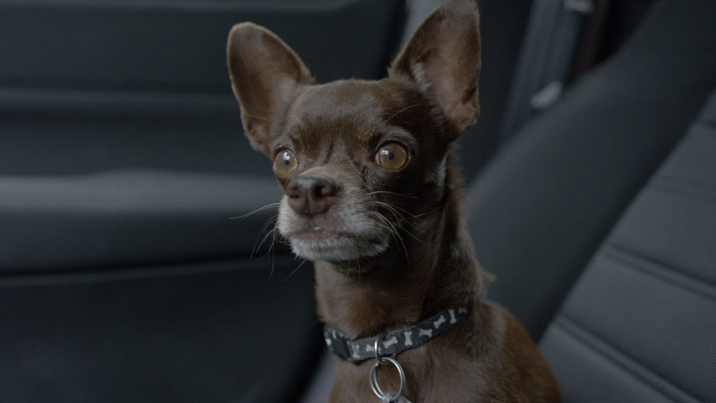 a dog looking at the camera