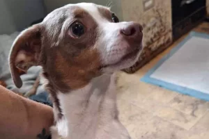 a brown and white dog looking up. miraculous dog reunion