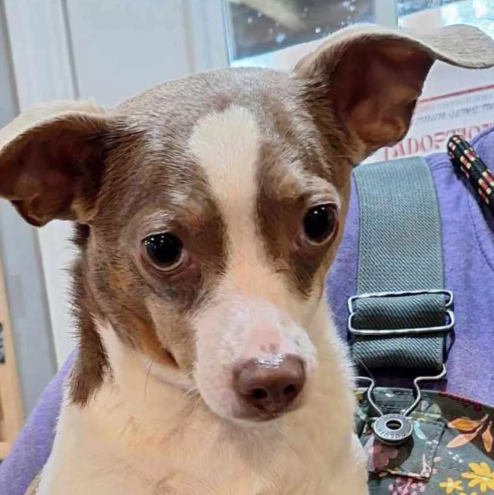 a dog sitting on a person's lap. miraculous dog reunion
