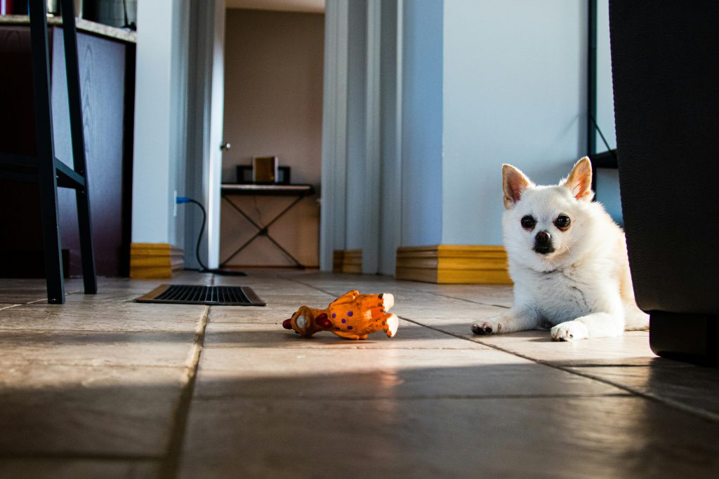 a dog lying on the floor with a toy