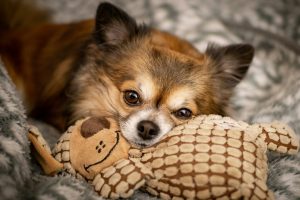 a dog lying on a blanket with a stuffed animal. 10 Easy Ways to Provide Mental Stimulation for Chihuahuas and Prevent Boredom