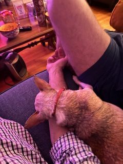 a dog lying on a person's lap