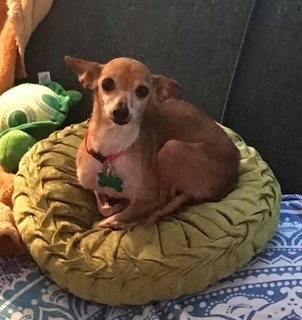 a dog sitting on a bed