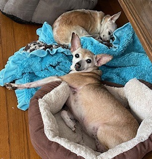 two dogs lying in a bed
