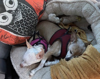two dogs lying in a dog bed