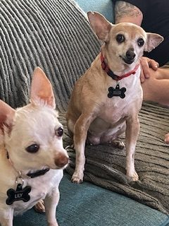 two dogs sitting on a couch