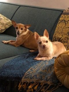 two dogs lying on a couch