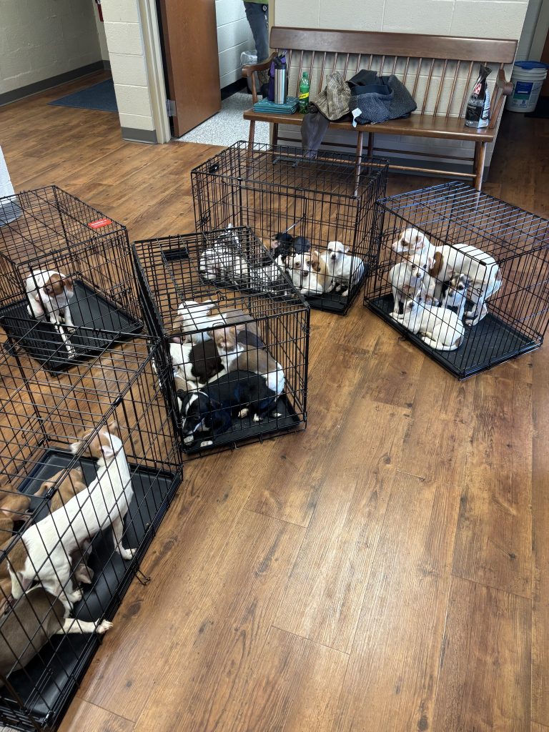 a group of dogs in cages
