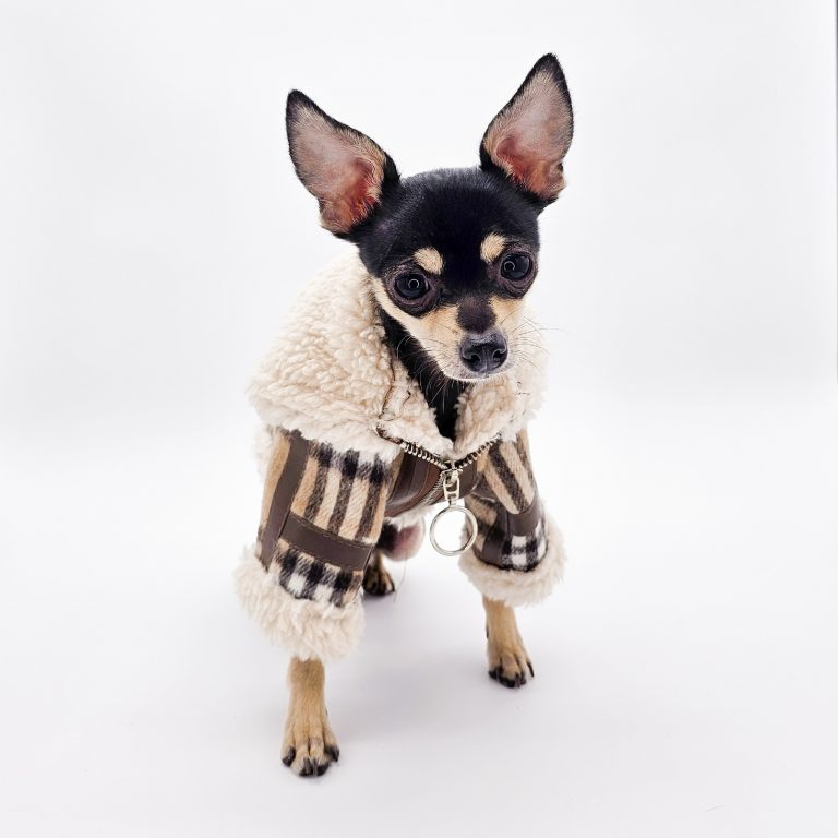 a small dog wearing a coat - chihuahua apparel