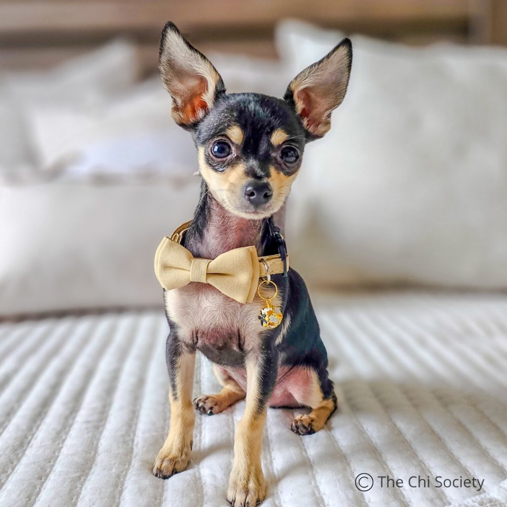 a small dog wearing a bow tie