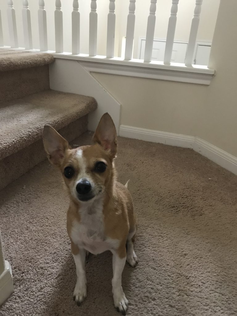 a dog sitting on carpeted floor